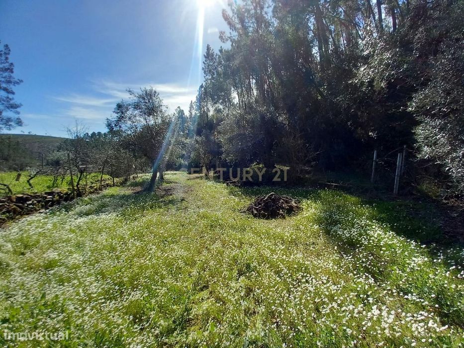 Terreno para Recuperação em Sarzedas, Castelo Branco