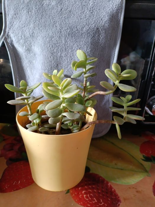 Товстянка яйцеподібна або грошове дерево