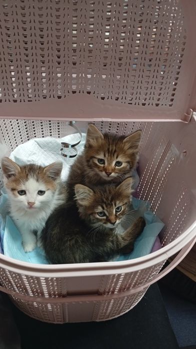 котята полтора месяца две девочки и мальчик