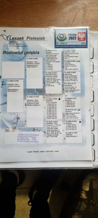 Gołąb pocztowy z. Rodowodem