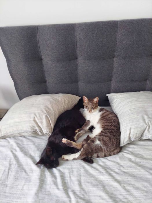 Inseparable 6-year-old pair looking for a loving home with a garden