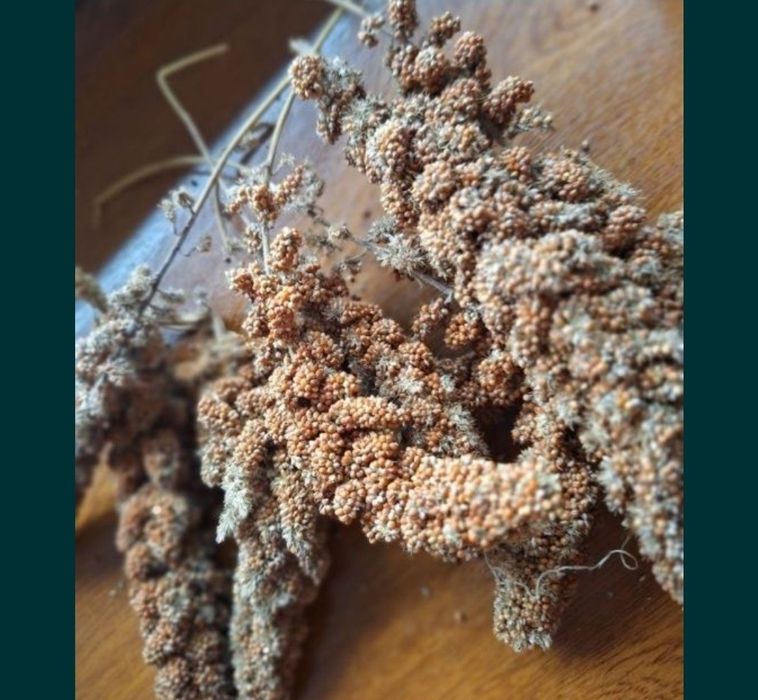 Proso senegalskie. 1 kg pokarm do papug