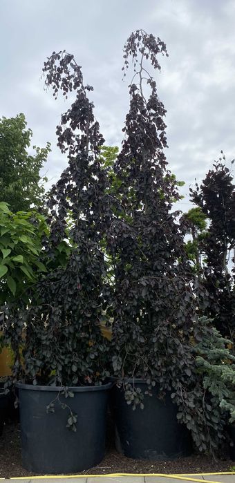 Buk purple Fountain duży okaz