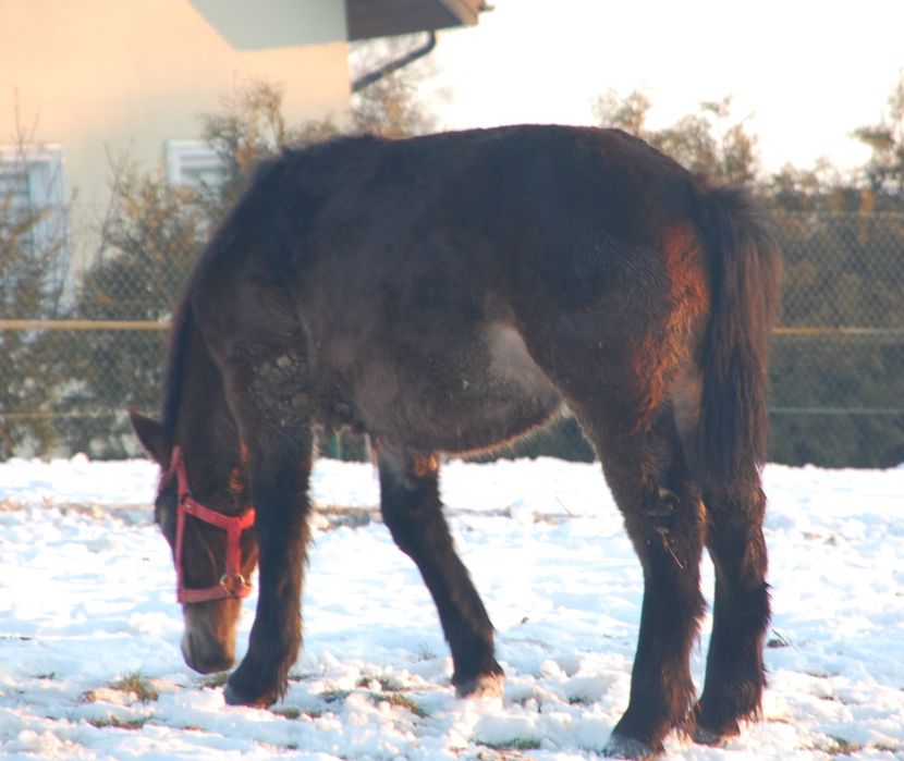 Sprzedam klacze i ogiery sztumskie
