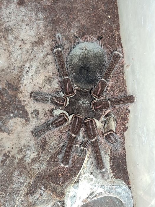 Theraphosa blondi dorosły samiec