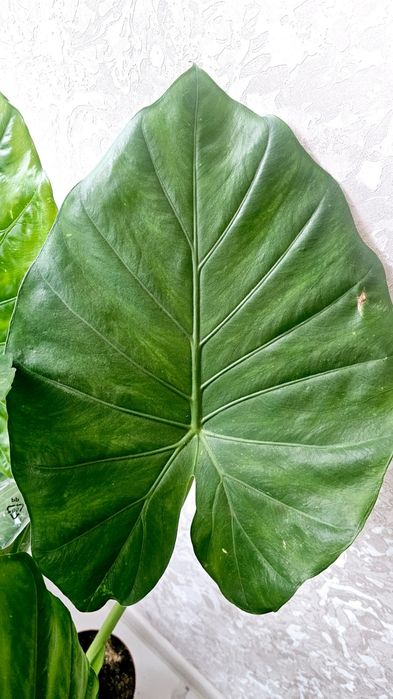 Продам шикарні-високі алоказії !