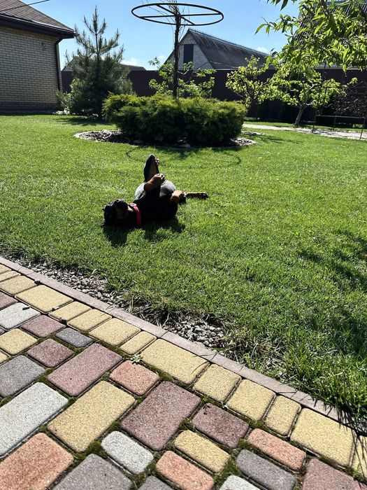 Отдам в хороші руки в комплекті з вольєром