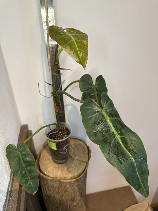 Філодендрон  Philodendron Maximum