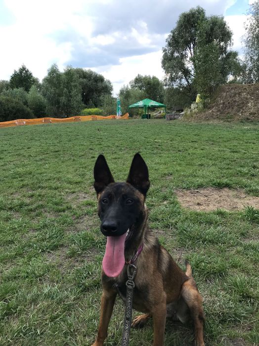 Бельгійська вівчарка малінуа