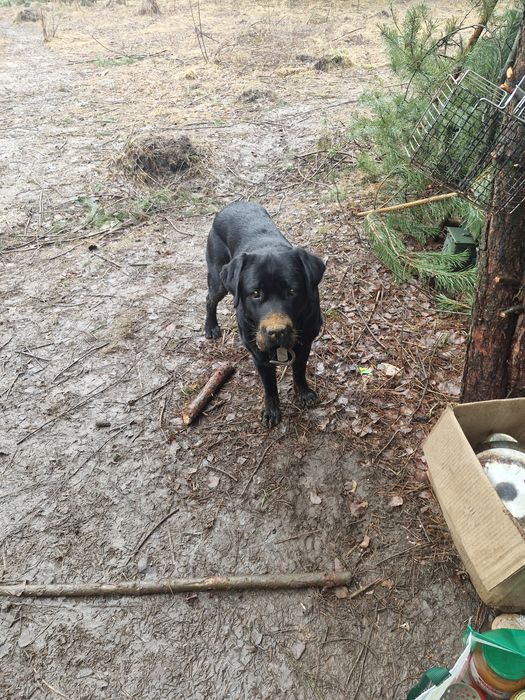 Лабрадор хлопчик для в'язки