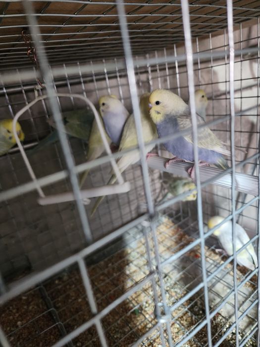 Piriquitos australianos arco íris mutações de 2025