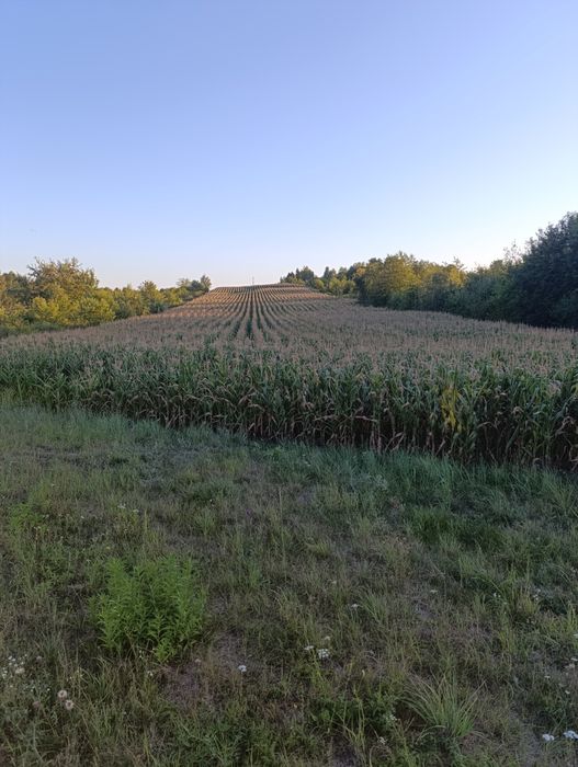 Kukurydza na kiszonke2.3 ha