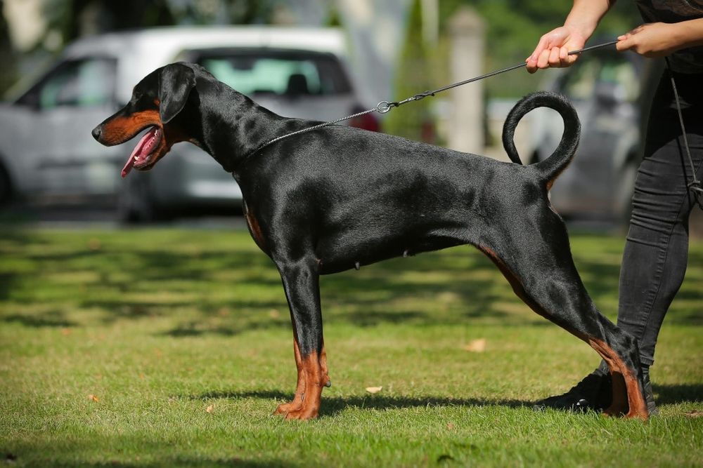 Doberman suczka, wysokiej klasy - Black Fusion FCI