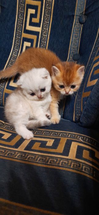 Шотландские котята золотые и серебристые шиншиллы