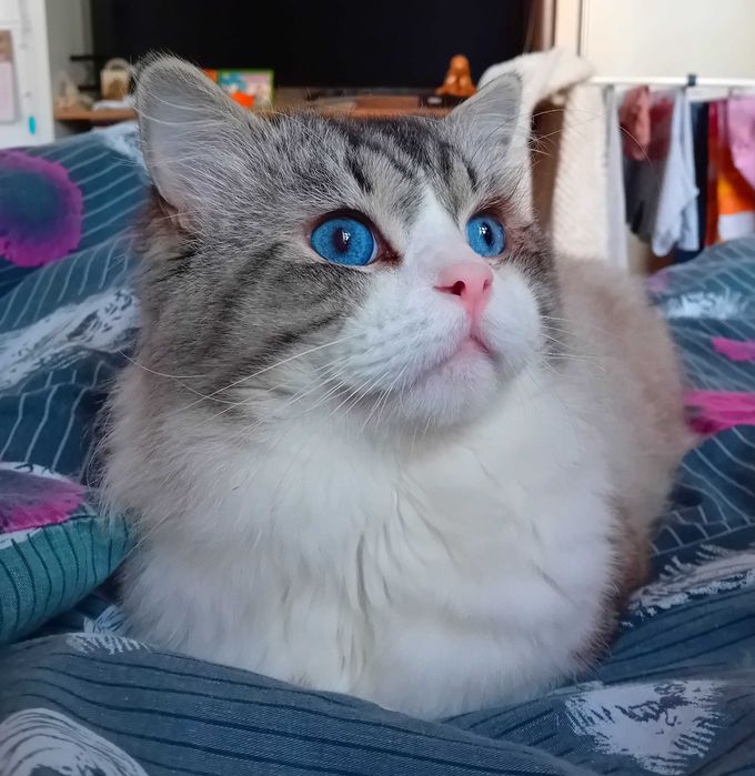 Reproduktor rasy Ragdoll