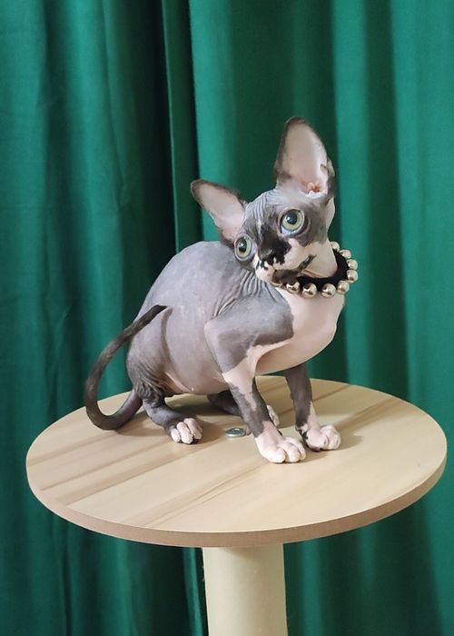 Baby face неординарна ексклюзивна дівчинка