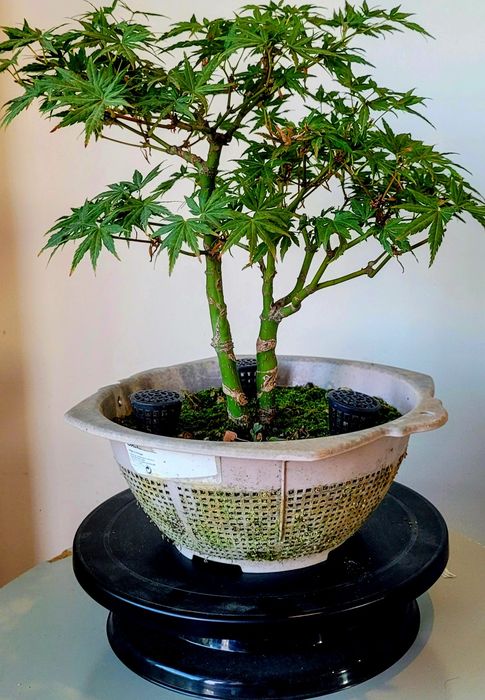 Bonsai de Ácer/maple