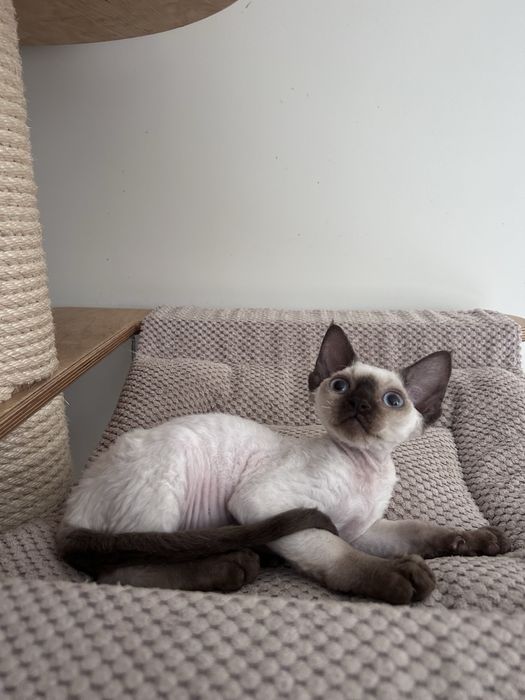 Piękny kocurek devon rex, point,