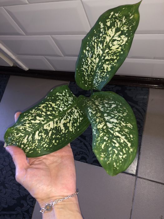 Диффенбахия деффинбахия пятнистая