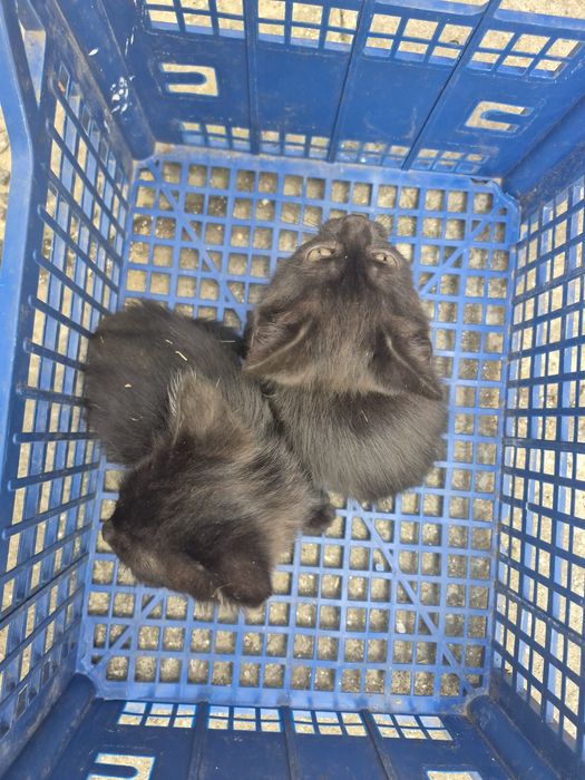 Кошенята в добрі руки