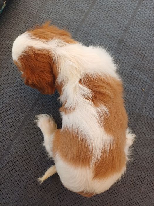 Cavalier King Charles Spaniel-Sunia