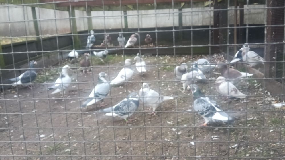 Gołębie staropolskie staropolski Gołąb