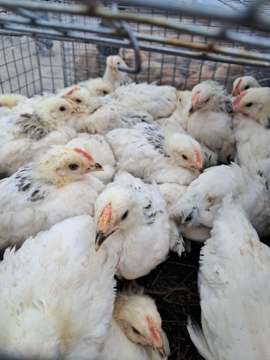 Підрощені курчата Миколаївська обл