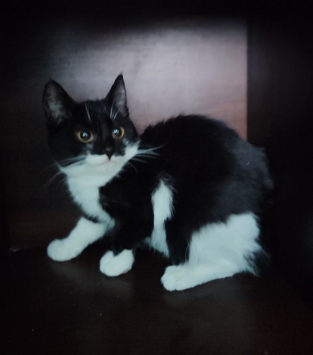 Отдам чёрно-белого котёнка-мальчика