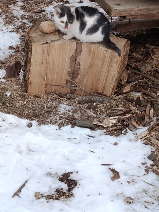 Кошенятка в добрі руки