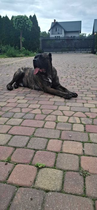 Cane corso Szczeniak