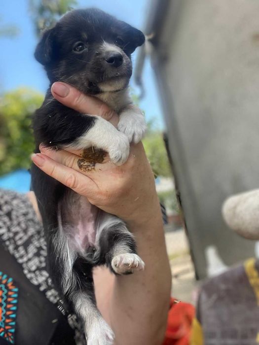 Новенькие детки-щенки.