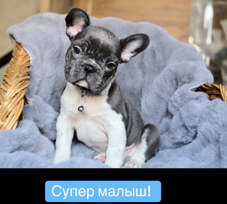 Мальчик в элитном окрасе 2 мес