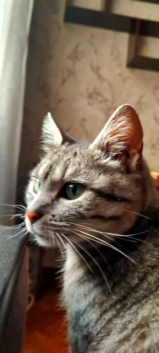 Зеленоока киця Попелюшка у пошуках своєї казки!