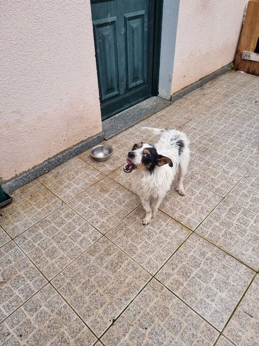 Temos esta menina para adoção muito carinhosa