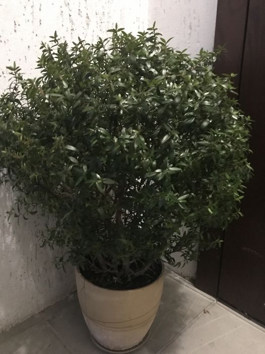 Продам саджанці Мирту