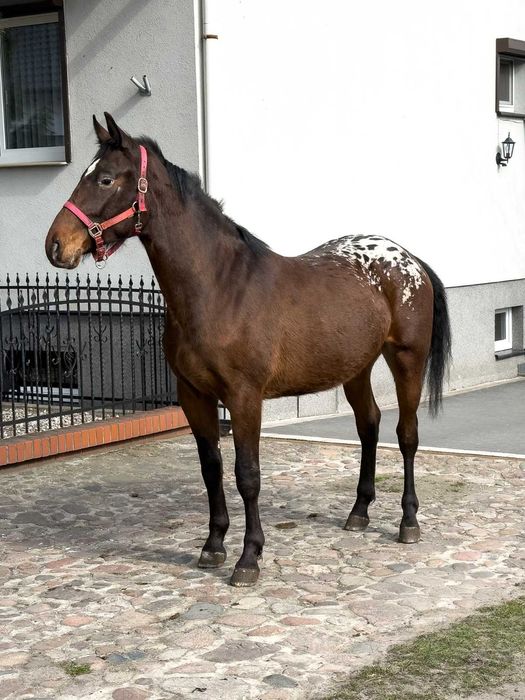 Tarant wałach 2 lata