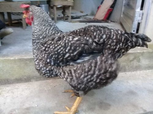 Galinhas de varias raças/pedrês entre outras.