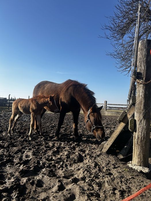 Sprzedaż koni huculskich
