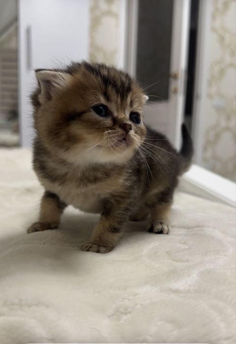 Шотландський котик