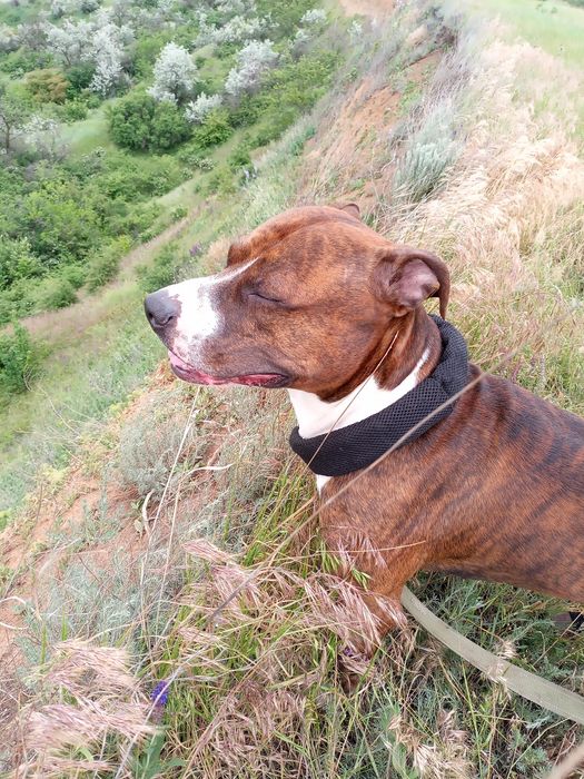 Вязка!Питбуль шалун  ищет свою любовь)))