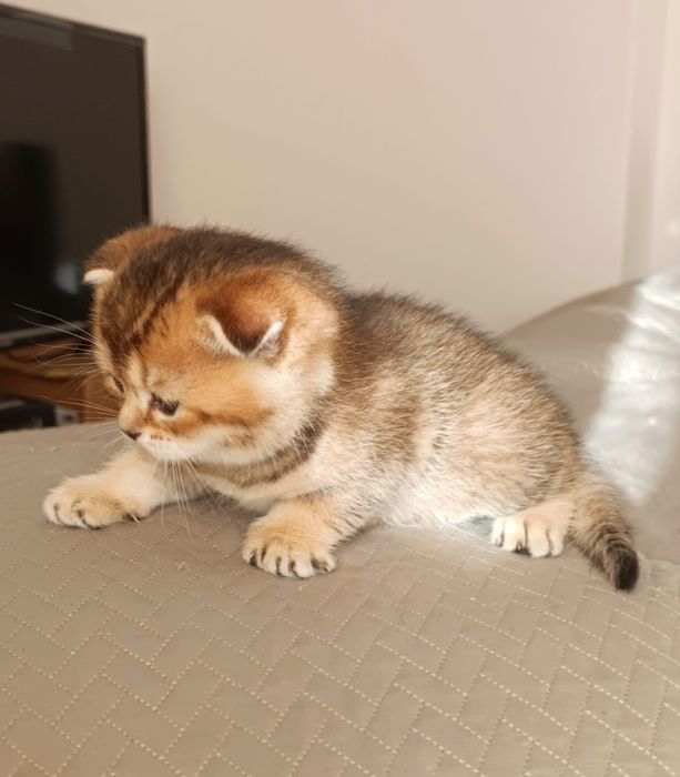 British Shorthair silver