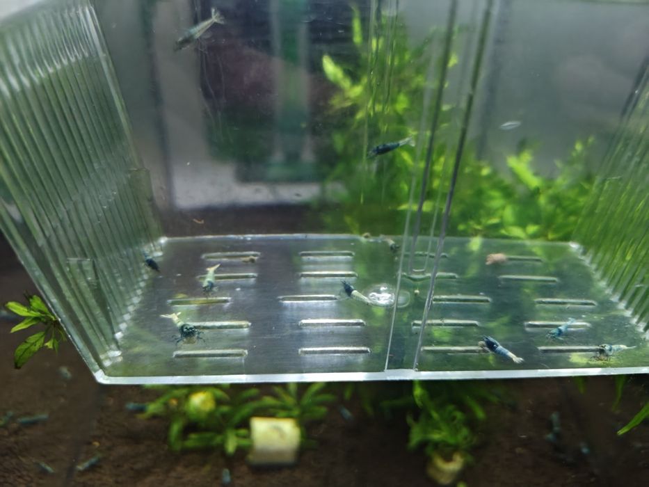 Krewetki Blue Bolt 15szt