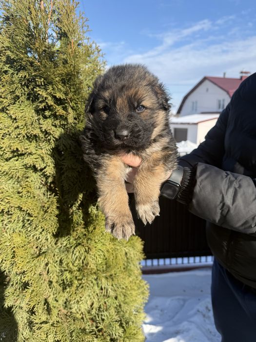 Німецька вівчарка бронь