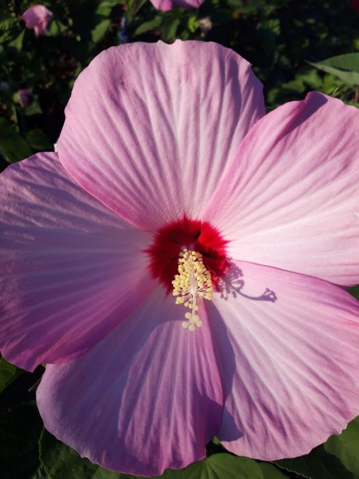 Гібіскус трав'янистий, болотный (Замовите мікс 5 - шостий безкоштовно)