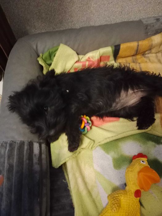 Oddam psa sznaucerka do dobrych ludzi