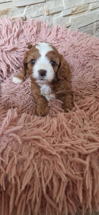 Cavapoo piękna ostatnia sunia