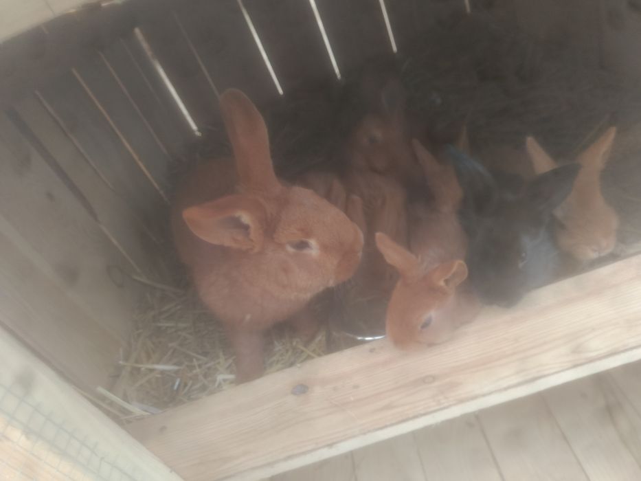 Miot króliki nowozelandzkie