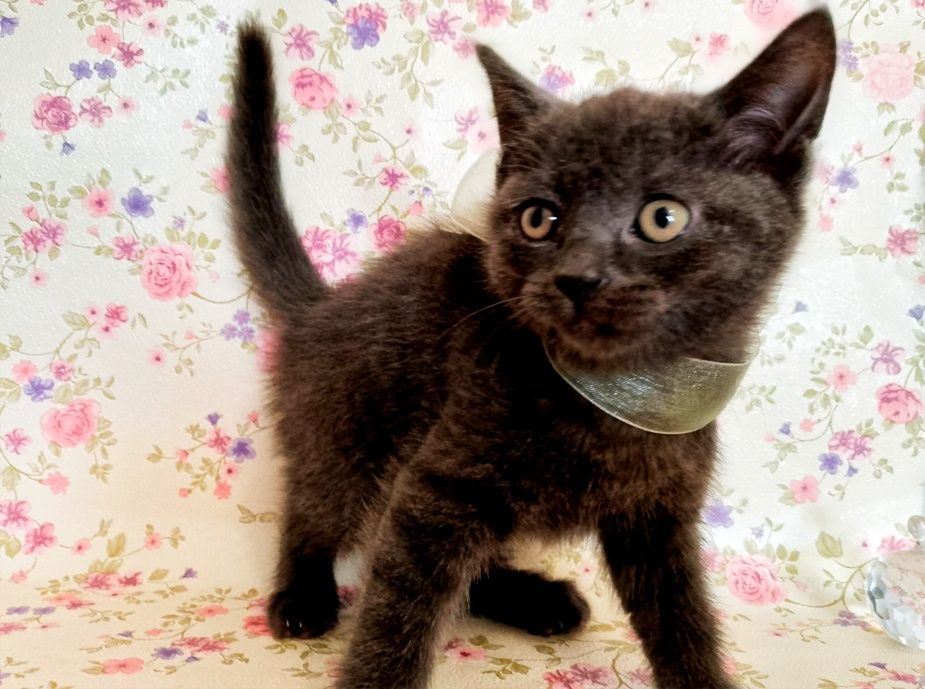 Продаються кошенята