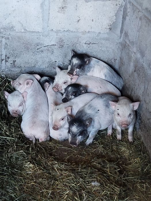 Продаються в'єтнамські поросята