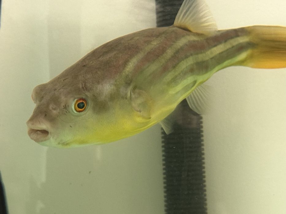 Продам тетрадона Фахака (Tetraodon fahaka), 20 см